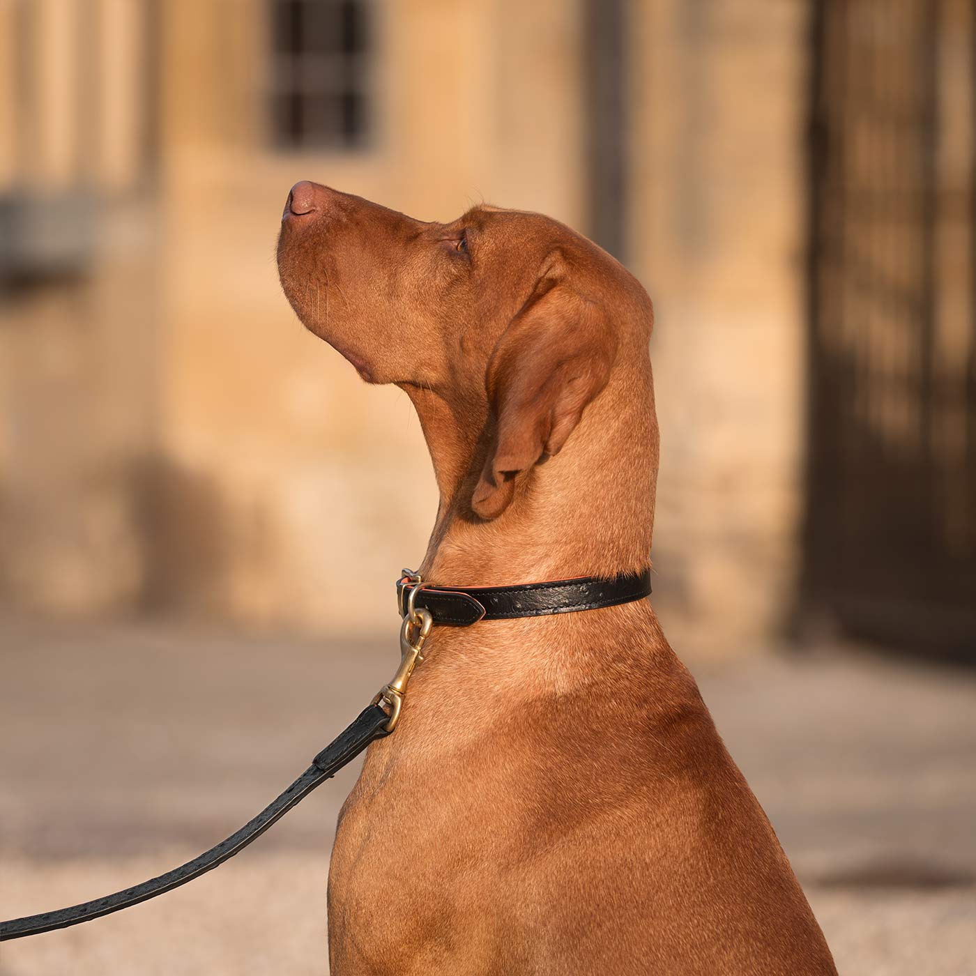 Discover dog walking luxury with our handcrafted Italian real leather, embossed with an Ostrich inspired print for the ultimate luxurious look, Dog Collar in Black & Orange! The perfect Collar for dogs available now at Lords & Labradors