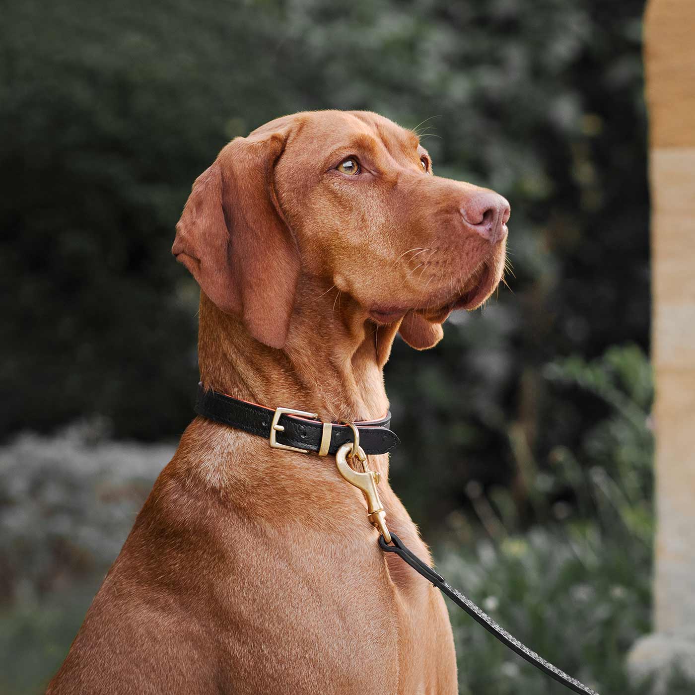 Discover dog walking luxury with our handcrafted Italian real leather, embossed with an Ostrich inspired print for the ultimate luxurious look, Dog Collar in Black & Orange! The perfect Collar for dogs available now at Lords & Labradors