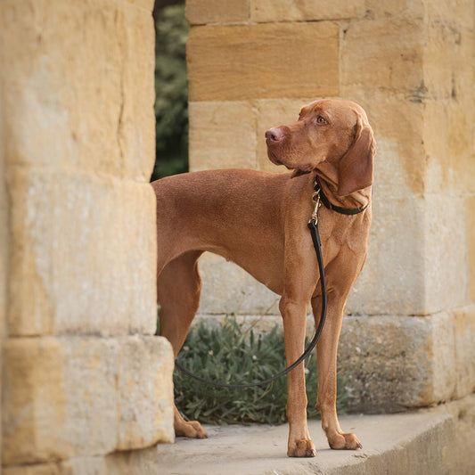 Discover dog walking luxury with our handcrafted Italian Ostrich leather dog Lead in Black & Orange! The perfect Lead for dogs available now at Lords & Labradors