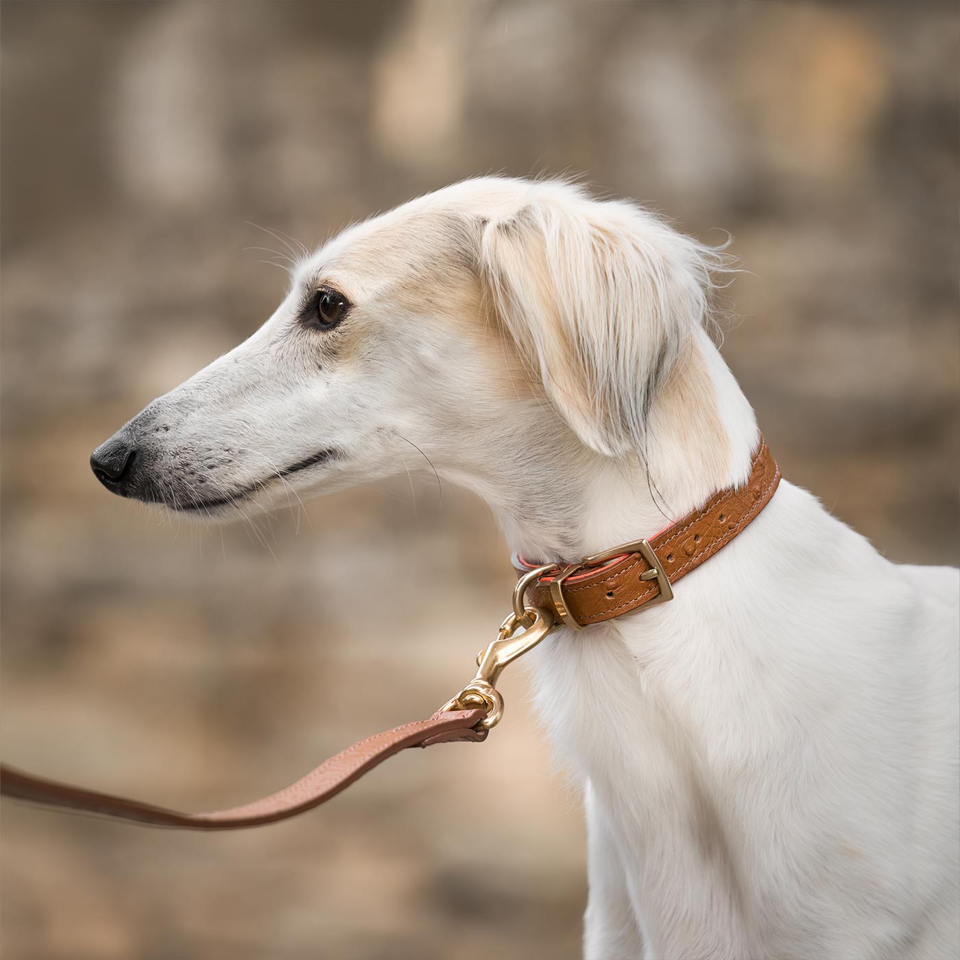 Discover dog walking luxury with our handcrafted Italian Ostrich leather dog Collar in Tan & Orange! The perfect Collar for dogs available now at Lords & Labradors