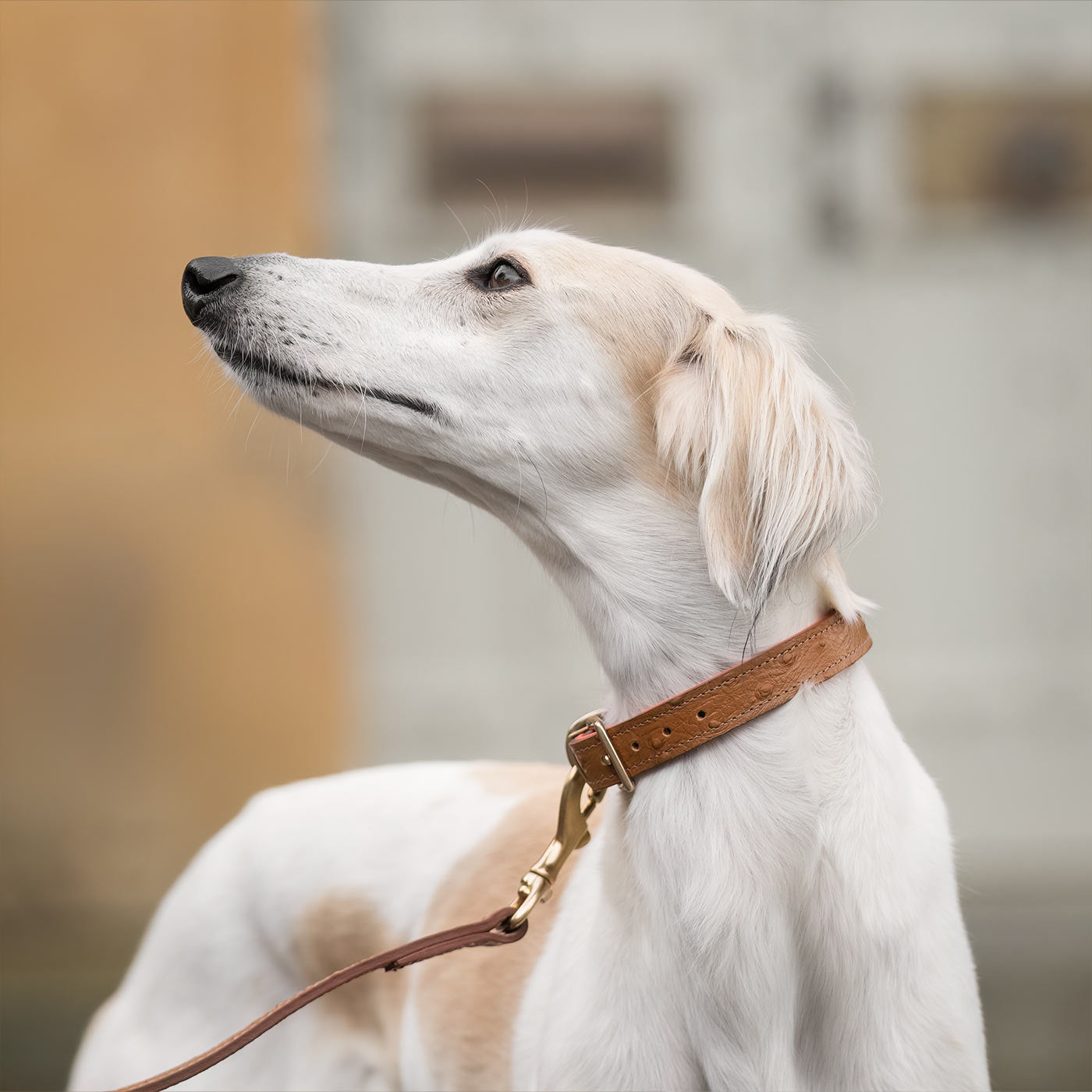 Discover dog walking luxury with our handcrafted Italian Ostrich leather dog Collar in Tan & Orange! The perfect Collar for dogs available now at Lords & Labradors