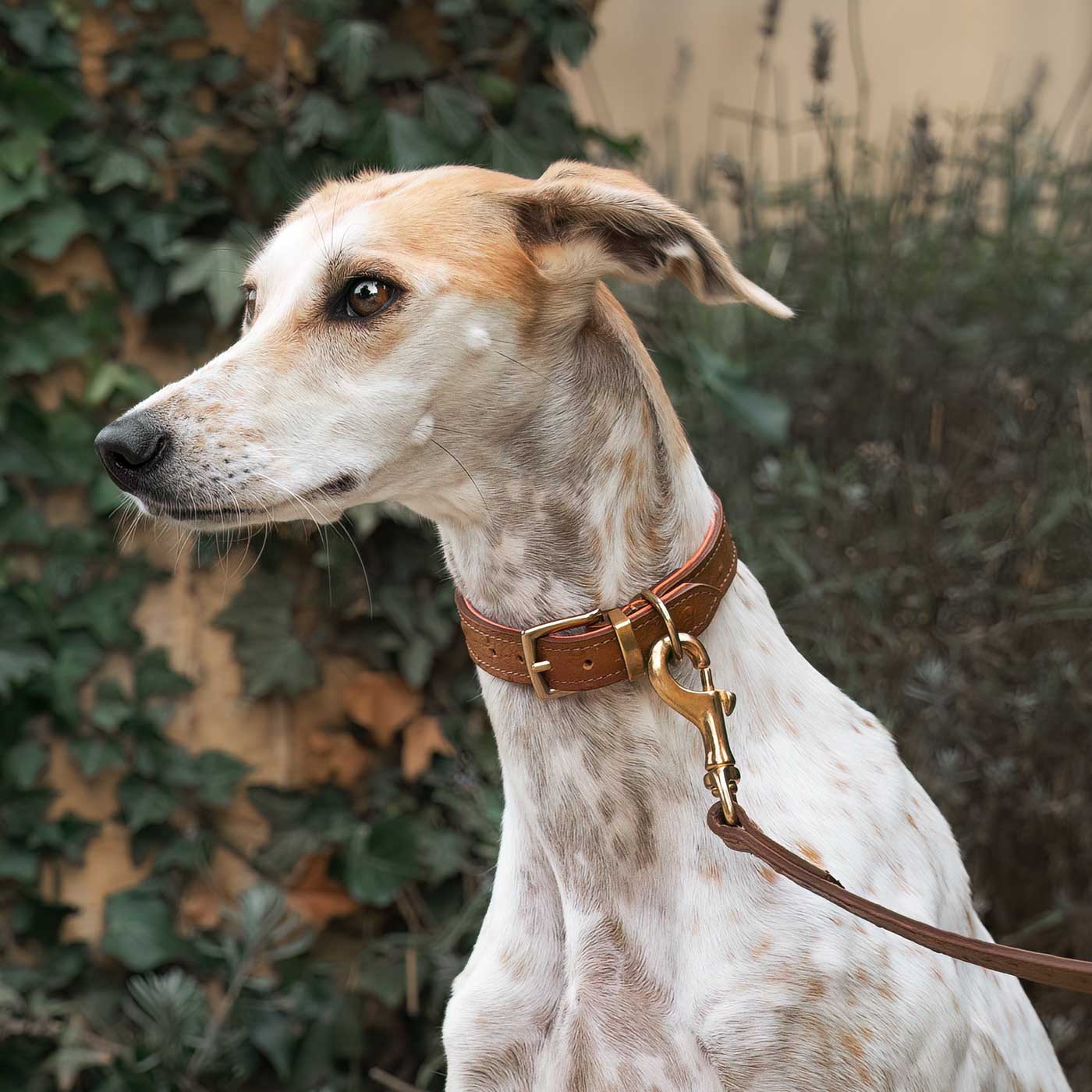 Discover dog walking luxury with our handcrafted Italian Ostrich leather dog Lead in Tan & Orange! The perfect Lead for dogs available now at Lords & Labradors 