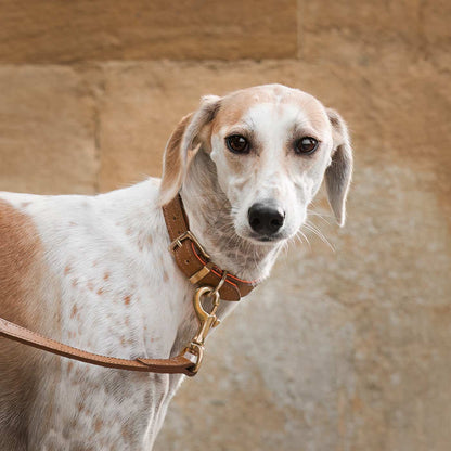 Discover dog walking luxury with our handcrafted Italian Ostrich leather dog Lead in Tan & Orange! The perfect Lead for dogs available now at Lords & Labradors