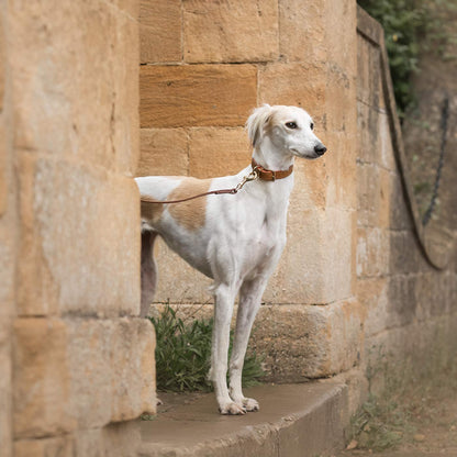 Discover dog walking luxury with our handcrafted Italian Ostrich leather dog Collar in Tan & Orange! The perfect Collar for dogs available now at Lords & Labradors