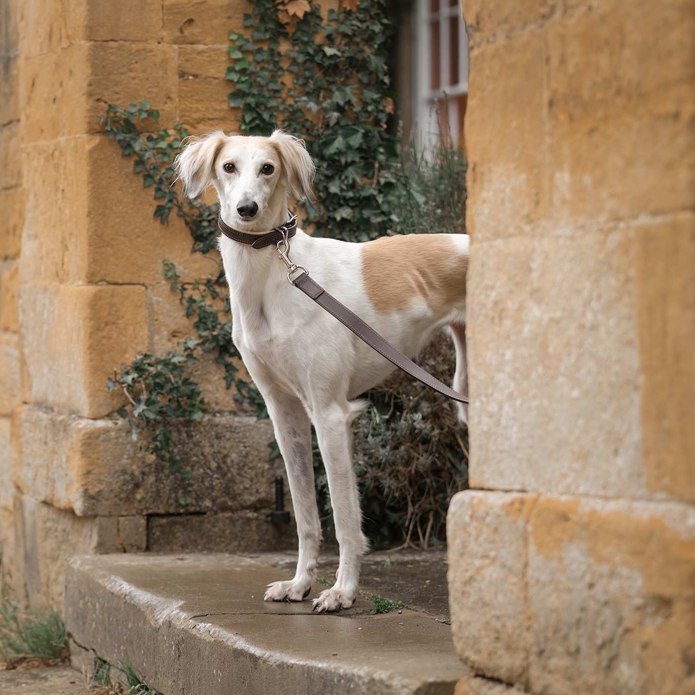 Discover dog walking luxury with our handcrafted Italian padded leather dog Lead in Brown & Cream! The perfect Lead for dogs available now at Lords & Labradors 