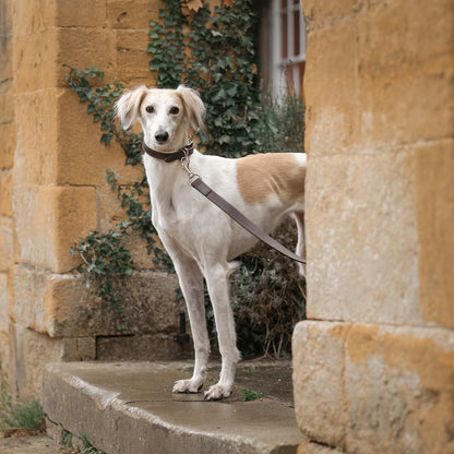 Discover dog walking luxury with our handcrafted Italian padded leather dog collar in Brown & Cream! The perfect collar for dogs available now at Lords & Labradors 