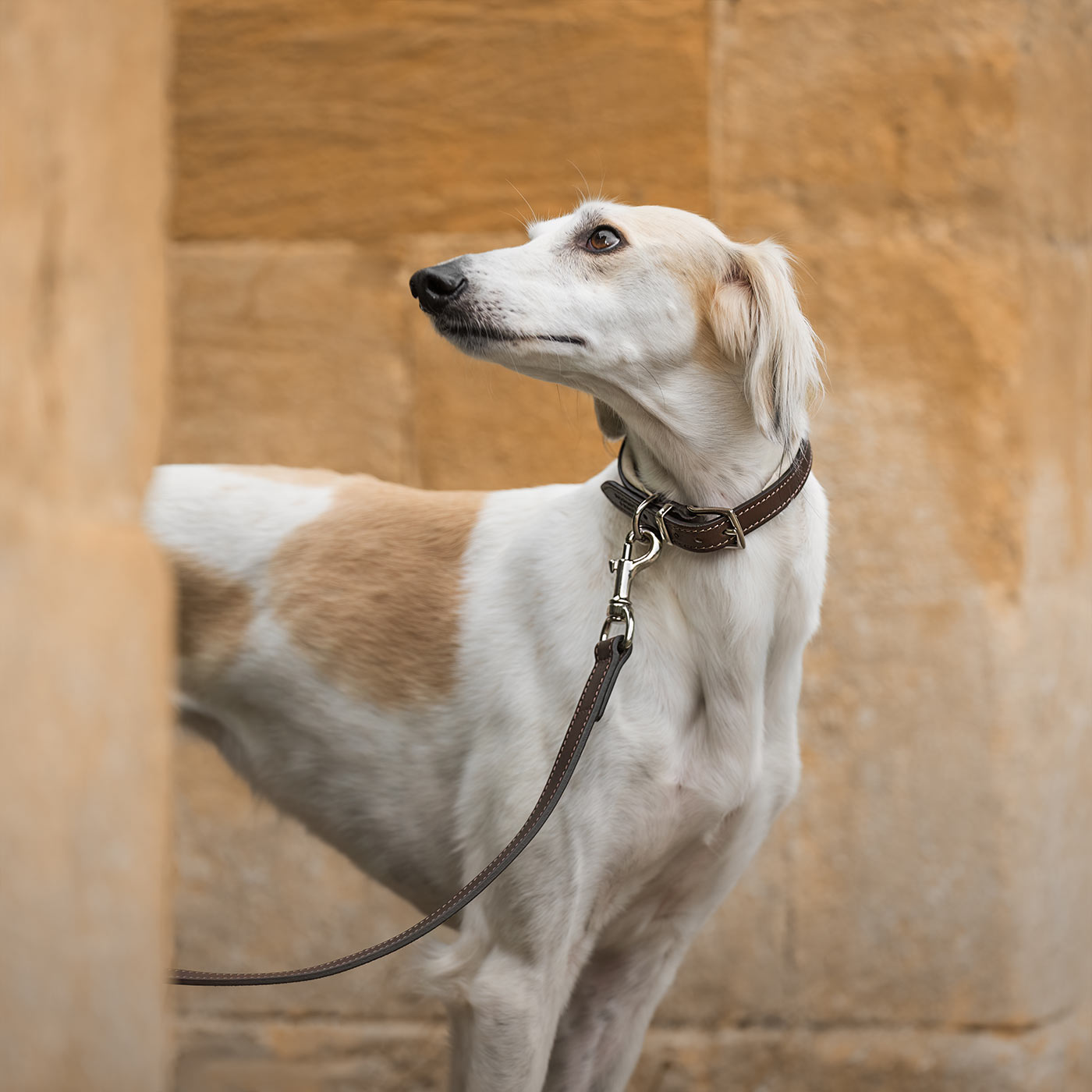 Discover dog walking luxury with our handcrafted Italian padded leather dog collar in Brown & Cream! The perfect collar for dogs available now at Lords & Labradors 