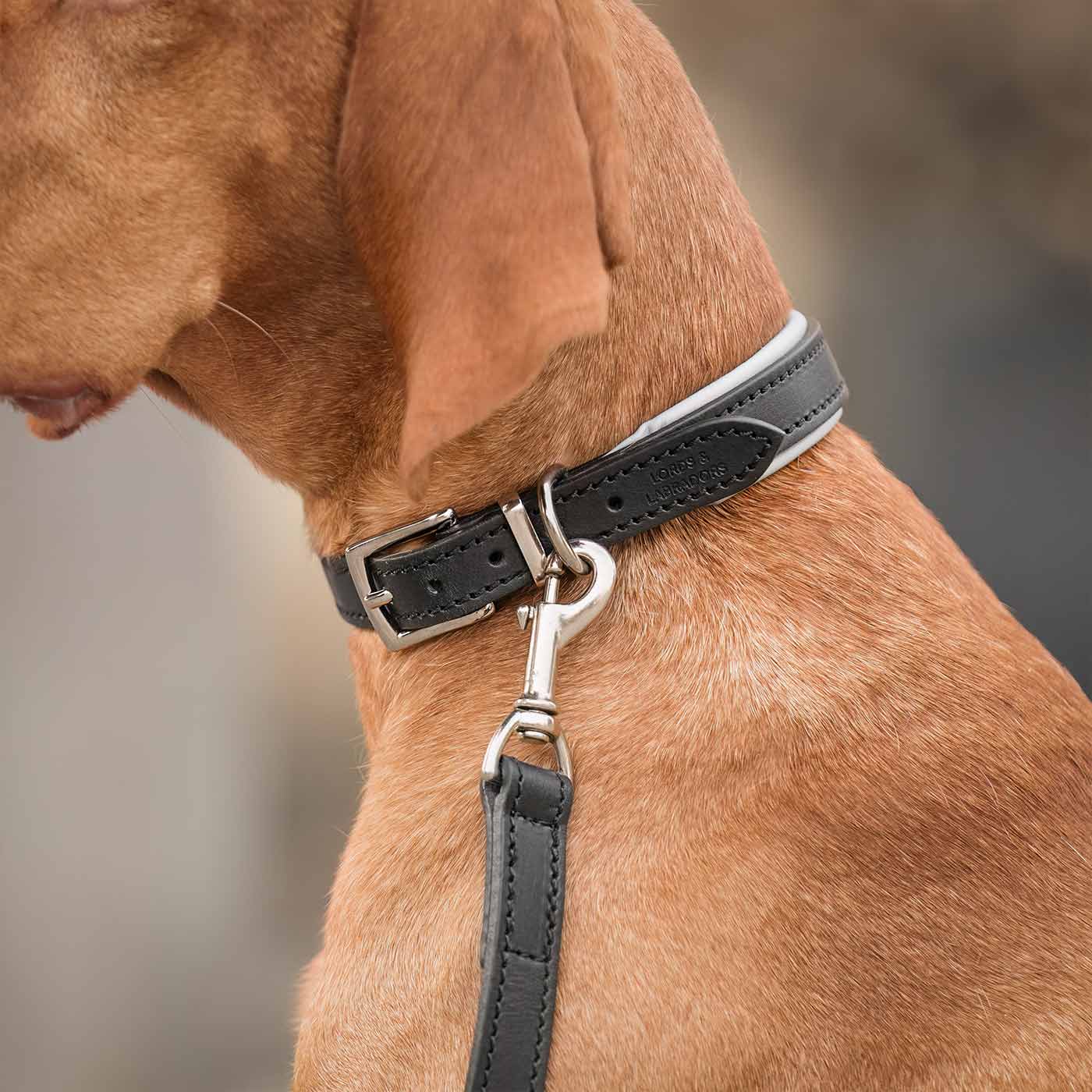 Discover dog walking luxury with our handcrafted Italian padded leather dog collar in Black & Grey! The perfect collar for dogs available now at Lords & Labradors 