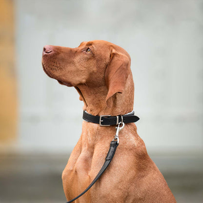 Discover dog walking luxury with our handcrafted Italian padded leather dog collar in Black & Grey! The perfect collar for dogs available now at Lords & Labradors 