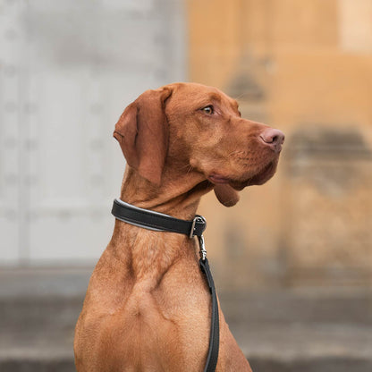 Discover dog walking luxury with our handcrafted Italian padded leather dog collar in Black & Grey! The perfect collar for dogs available now at Lords & Labradors 