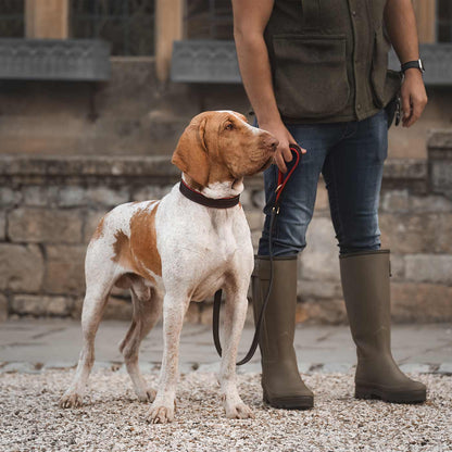 Discover dog walking luxury with our handcrafted Italian padded leather dog collar in Brown & Red! The perfect collar for dogs available now at Lords & Labradors 