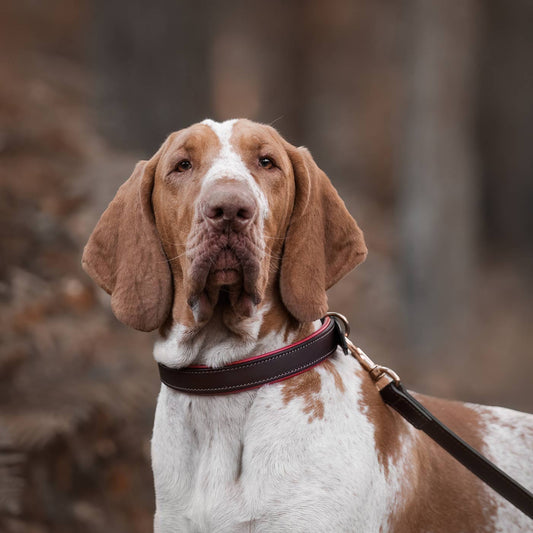 Discover dog walking luxury with our handcrafted Italian padded leather dog Lead in Brown & Red! The perfect Lead for dogs available now at Lords & Labradors    