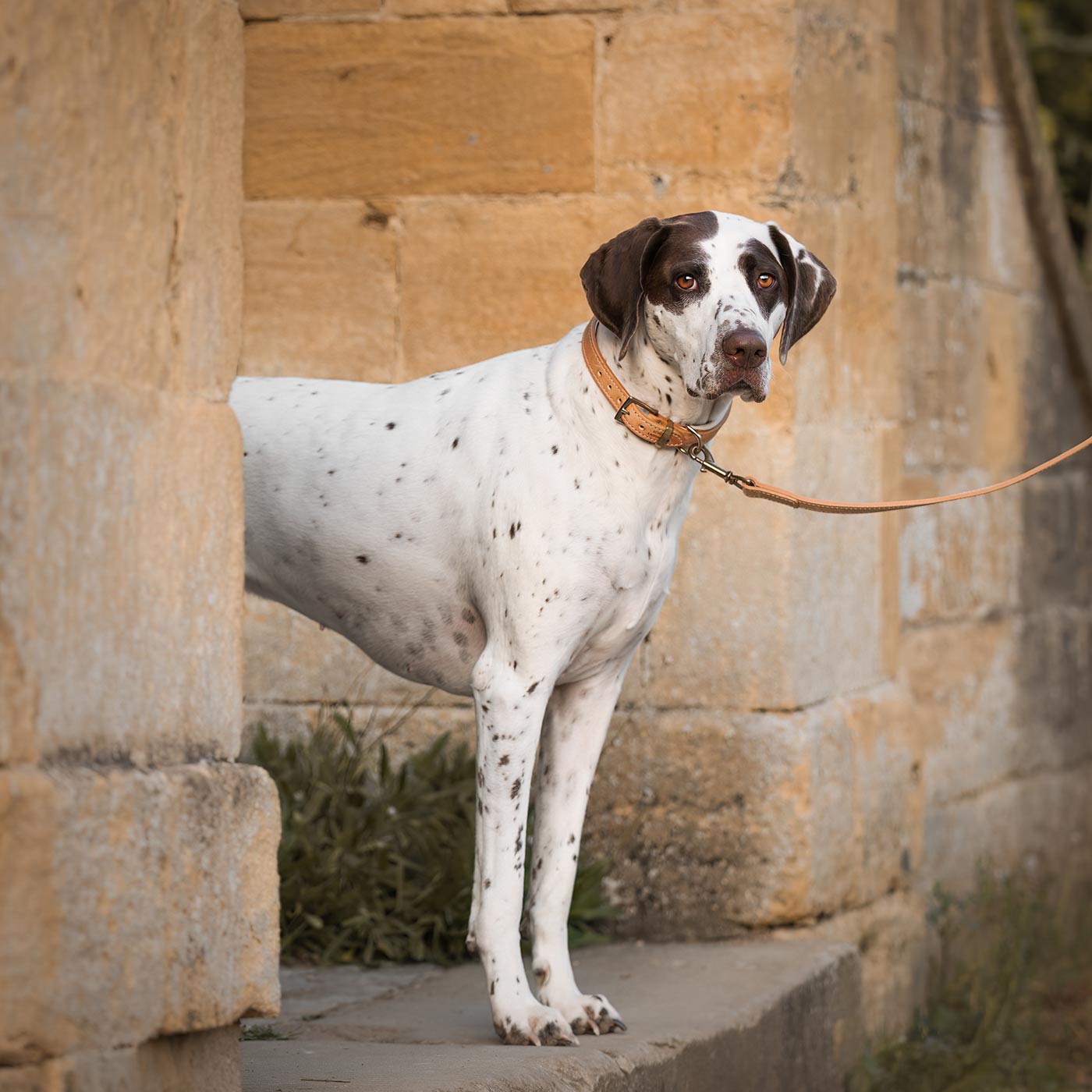 Discover dog walking luxury with our handcrafted Italian padded leather dog Lead in Tan & Cream! The perfect Lead for dogs available now at Lords & Labradors    