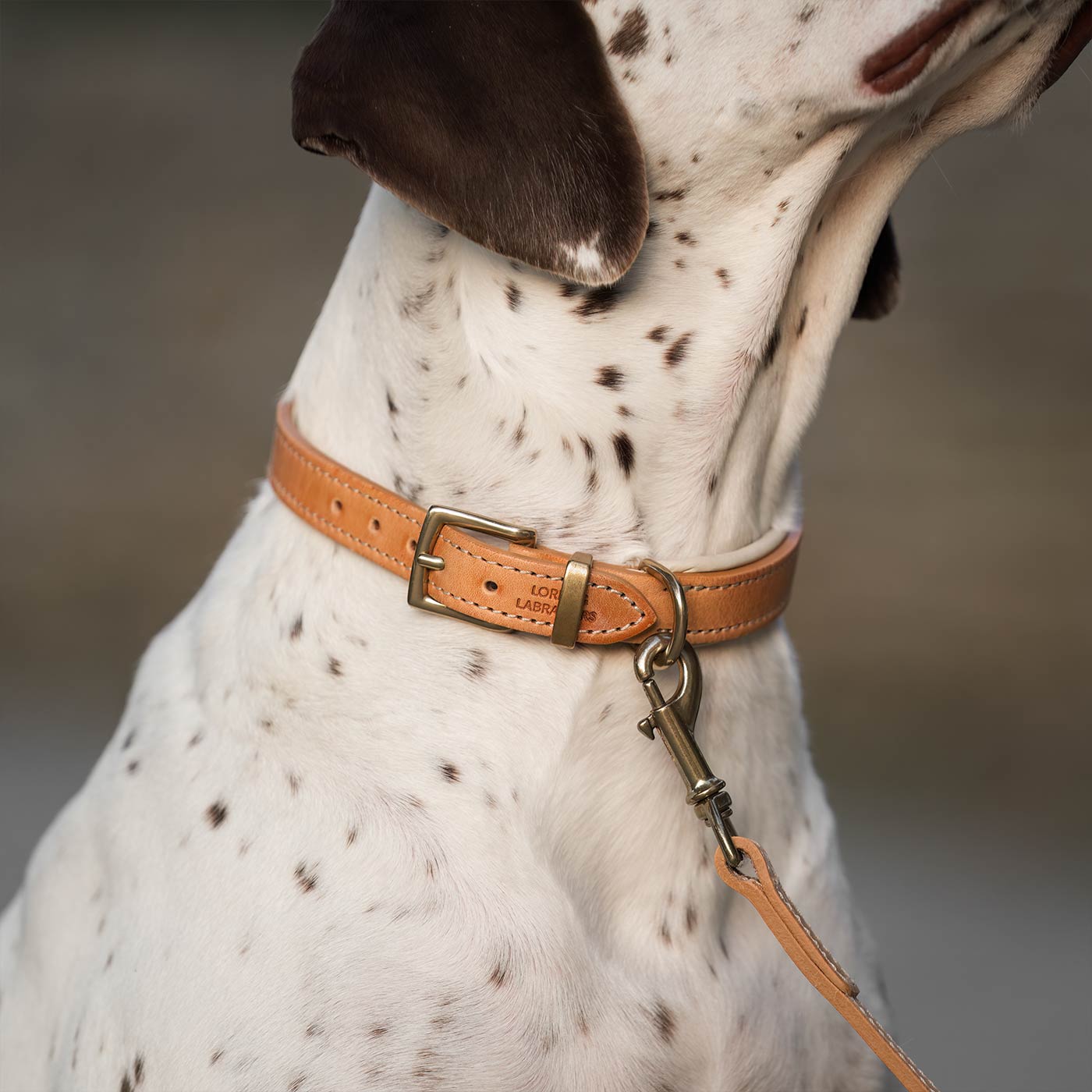 Discover dog walking luxury with our handcrafted Italian padded leather dog Lead in Tan & Cream! The perfect Lead for dogs available now at Lords & Labradors    