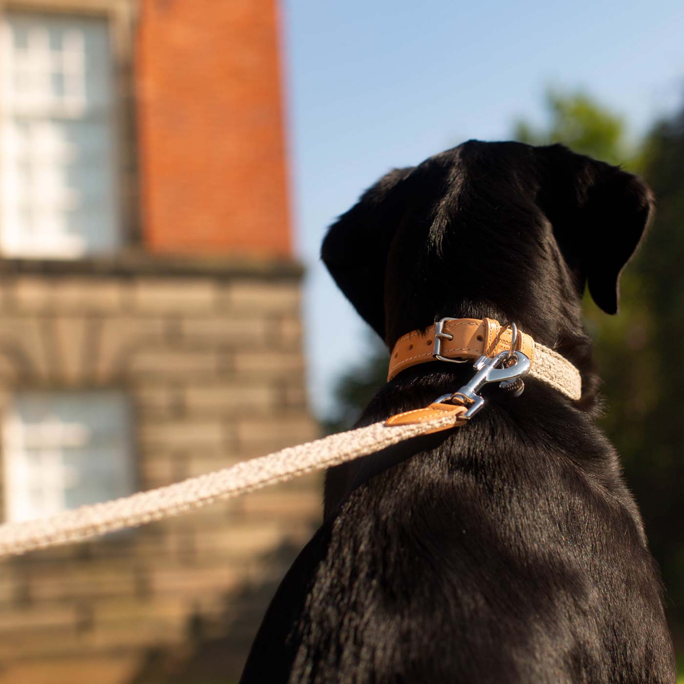 Discover dog walking luxury with our handcrafted Italian dog collar in beautiful pebble with woven grey fabric! The perfect collar for dogs available now at Lords & Labradors 