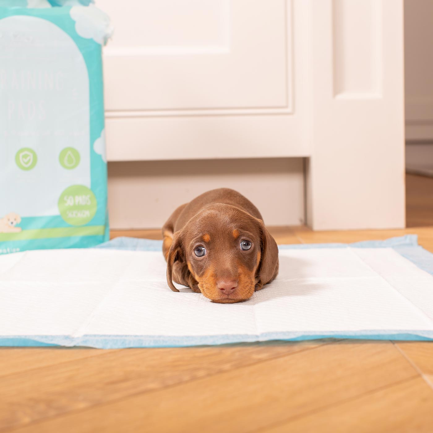 Discover Puppy Training Pads, 50 pads per pack. Featuring Super absorbent with 5 layers absorbency, and Makes house training easy and protects floors. Reducing smelly odours, Perfect for training puppies, travelling, ill or confined dogs. now available at Lords and Labradors