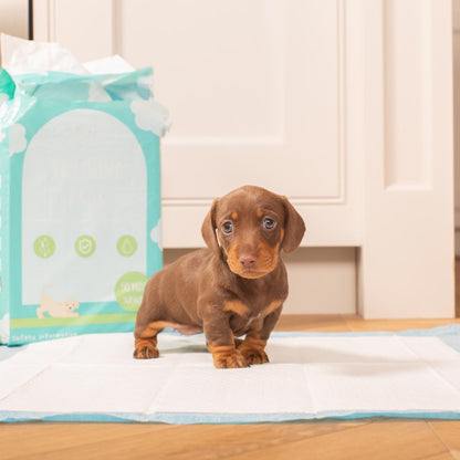 Discover Puppy Training Pads, 50 pads per pack. Featuring Super absorbent with 5 layers absorbency, and Makes house training easy and protects floors. Reducing smelly odours, Perfect for training puppies, travelling, ill or confined dogs. now available at Lords and Labradors