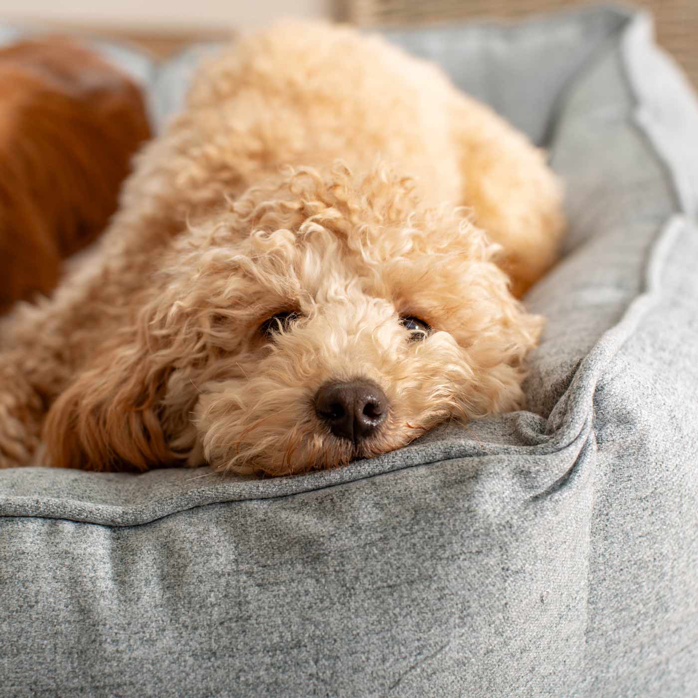 Luxury Handmade Box Bed For Dogs in Inchmurrin Iceberg, Perfect For Your Pets Nap Time! Available To Personalise at Lords & Labradors