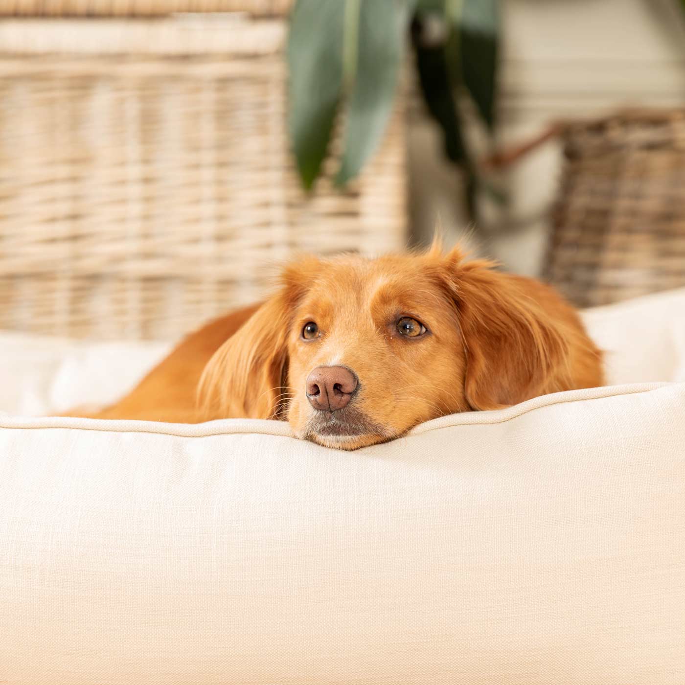 Box Bed For Dogs in Savanna Bone by Lords & Labradors