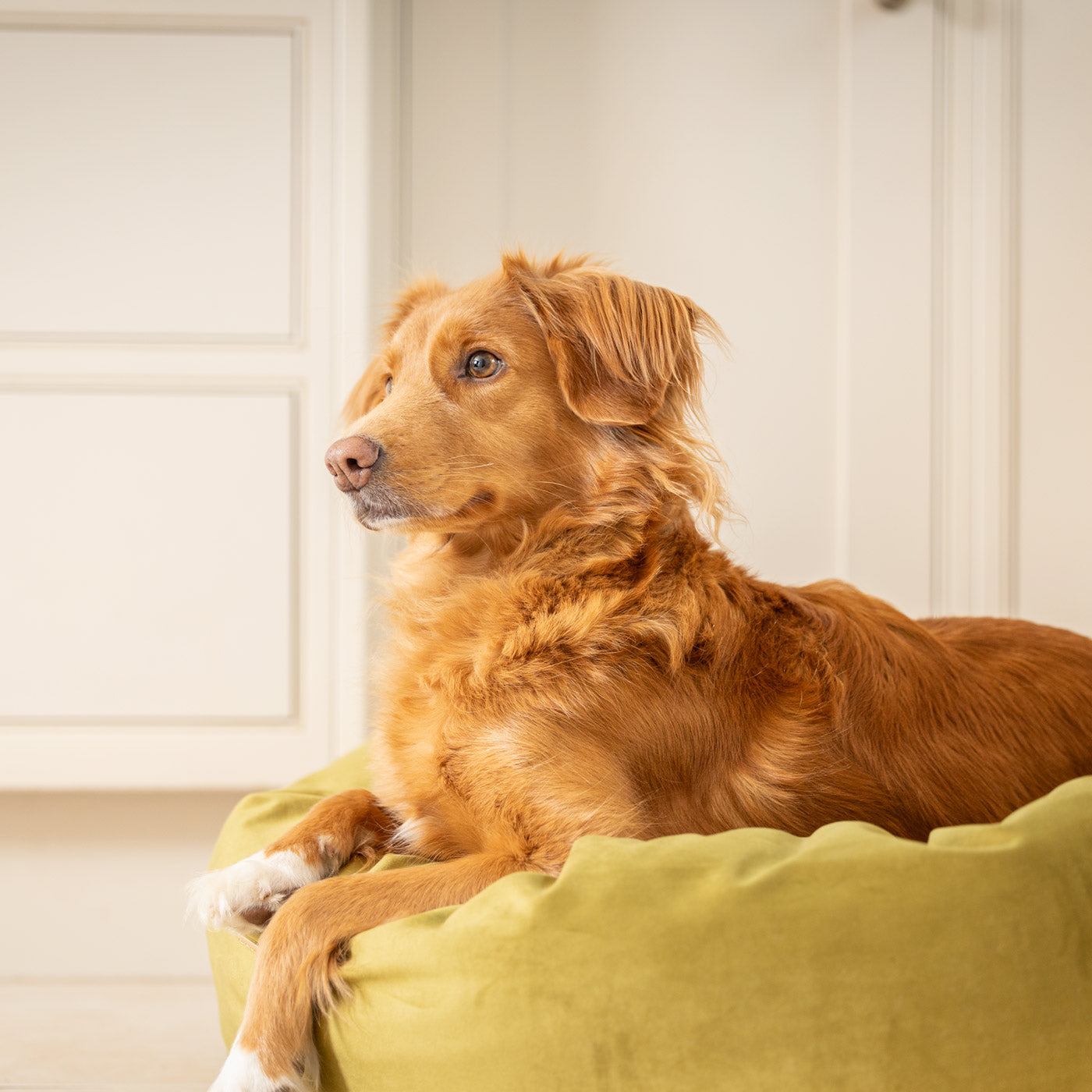 Donut Bed in Olive Velvet By Lords & Labradors