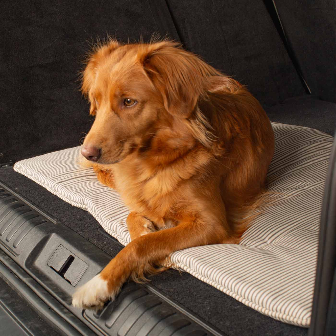 Embark on the perfect pet travel with our luxury Travel Mat in Regency Stripe. Featuring a Carry handle for on the move once Rolled up for easy storage, can be used as a seat cover, boot mat or travel bed! Available now at Lords & Labradors