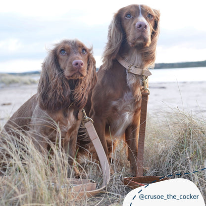 Discover dog walking luxury with our handcrafted Italian padded leather dog collar in Tan & Cream! The perfect collar for dogs available now at Lords & Labradors 