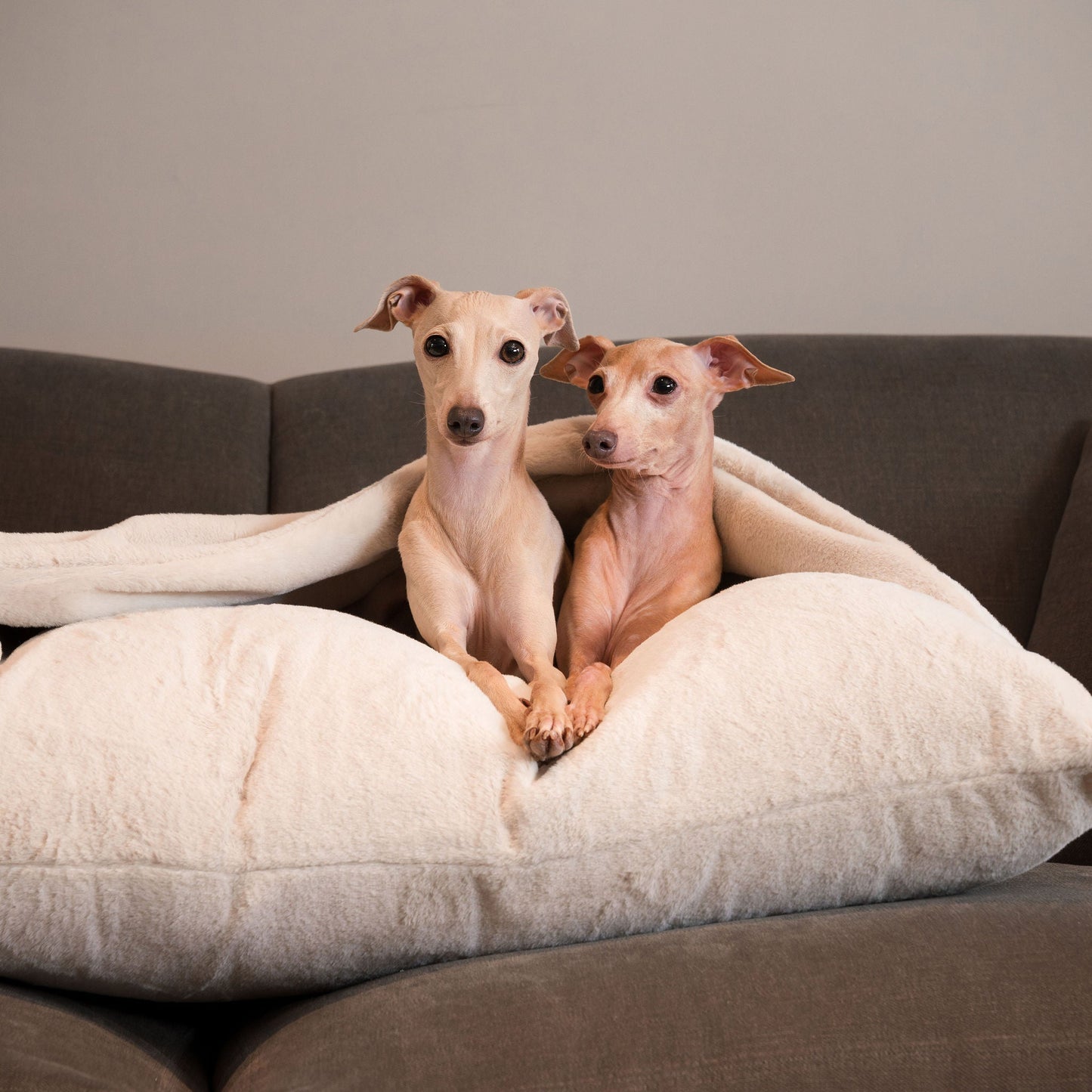 Discover The Perfect Burrow For Your Pet, Our Stunning Sleepy Burrow Dog Beds In Calming Anti Anxiety Cream Faux Fur, Is The Perfect Bed Choice For Your Pet, Available Now at Lords & Labradors 