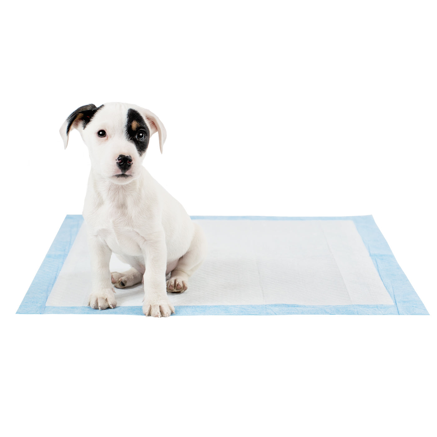 Discover Puppy Training Pads, 50 pads per pack. Featuring Super absorbent with 5 layers absorbency, and Makes house training easy and protects floors. Reducing smelly odours, Perfect for training puppies, travelling, ill or confined dogs. now available at Lords and Labradors