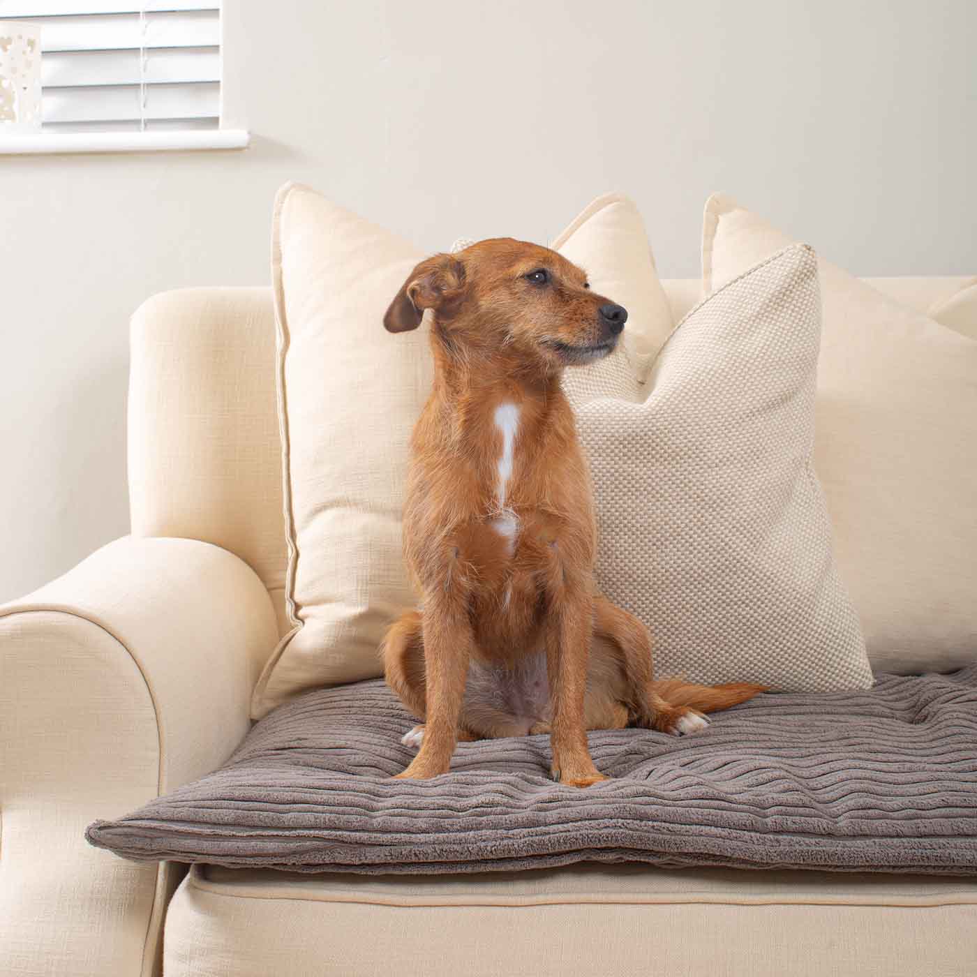 Discover Our Luxury Essentials Plush Sofa Topper, The Perfect Pet Sofa Accessory In Stunning Dark Grey Plush! Available Now at Lords & Labradors    