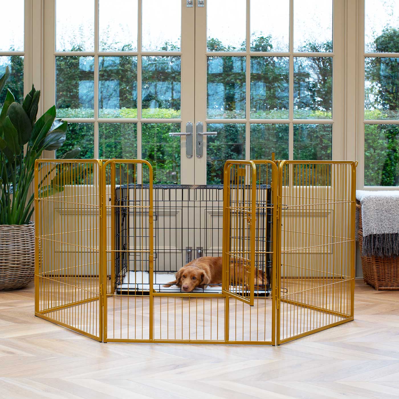 Ensure The Ultimate Puppy Safety with Our Heavy Duty 80cm High Gold Metal Play Pen, Crafted to Take Your Pet Right Through Maturity! Powder Coated to Be Extra Hardwearing! 6 panels that are 80cm high and attachments to connect to any crate. The modular system allows you to change the puppy pen shape with multiple layouts! Available To Now at Lords & Labradors 