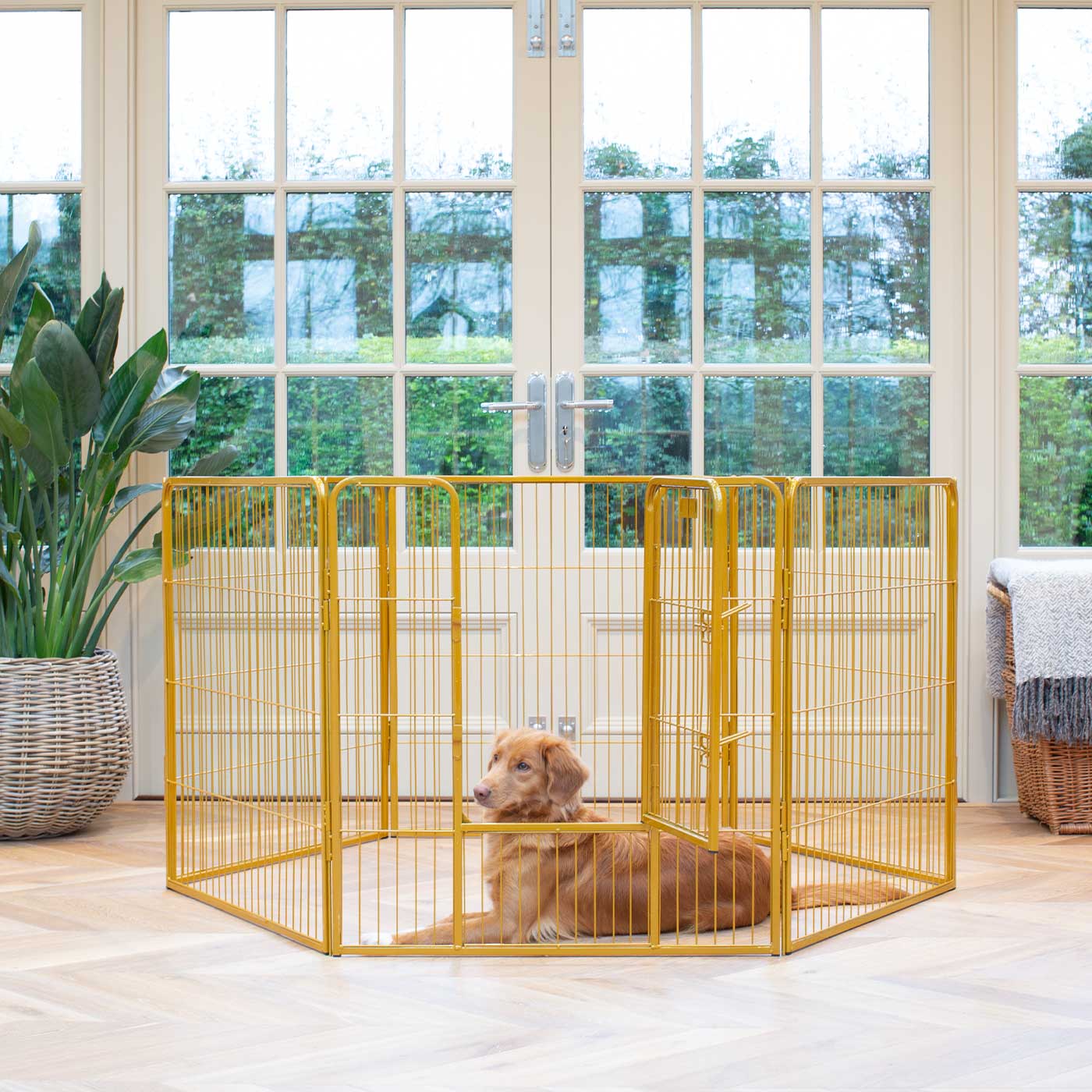 Ensure The Ultimate Puppy Safety with Our Heavy Duty 80cm High Gold Metal Play Pen, Crafted to Take Your Pet Right Through Maturity! Powder Coated to Be Extra Hardwearing! 6 panels that are 80cm high and attachments to connect to any crate. The modular system allows you to change the puppy pen shape with multiple layouts! Available To Now at Lords & Labradors 