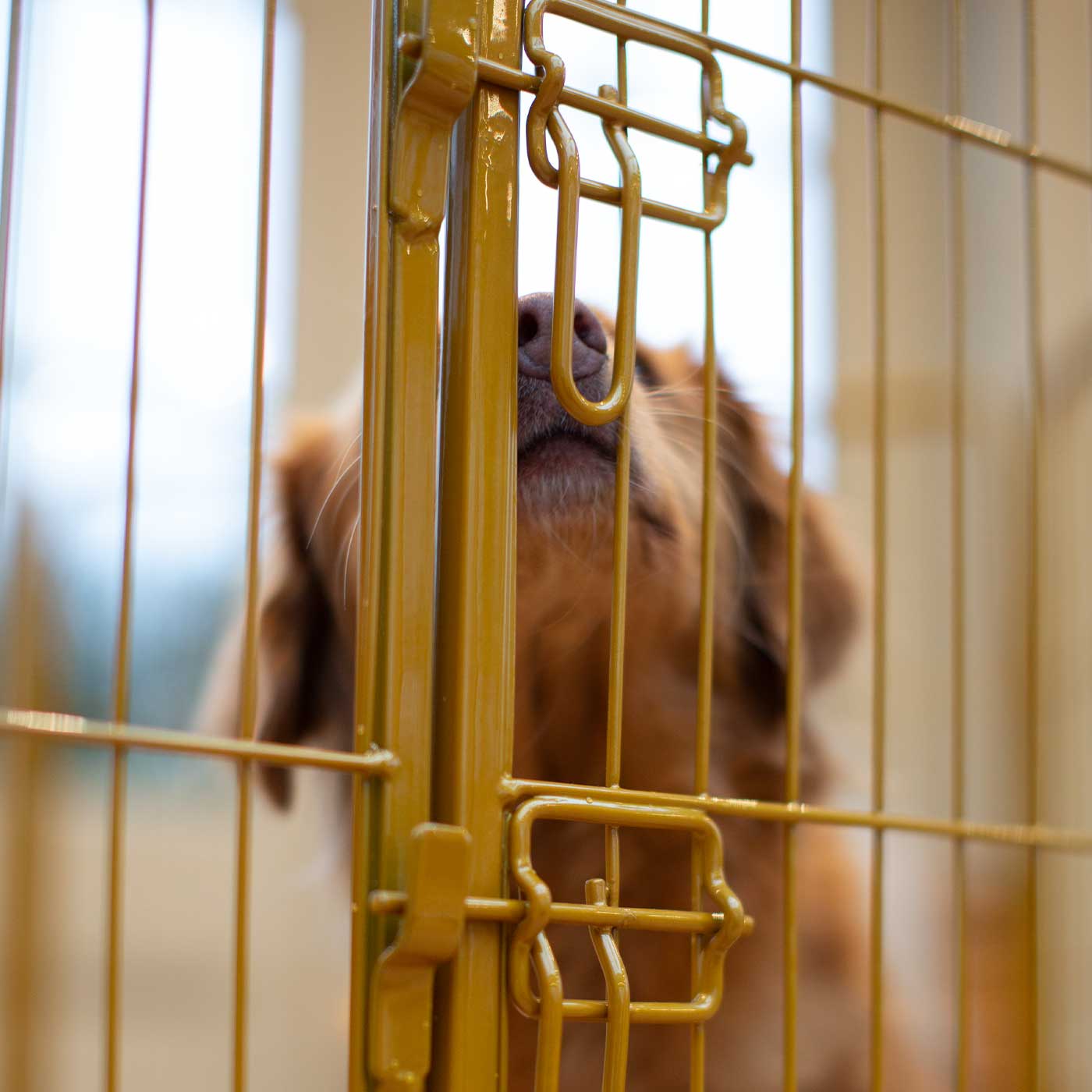 Ensure The Ultimate Puppy Safety with Our Heavy Duty 80cm High Gold Metal Play Pen, Crafted to Take Your Pet Right Through Maturity! Powder Coated to Be Extra Hardwearing! 6 panels that are 80cm high and attachments to connect to any crate. The modular system allows you to change the puppy pen shape with multiple layouts! Available To Now at Lords & Labradors 