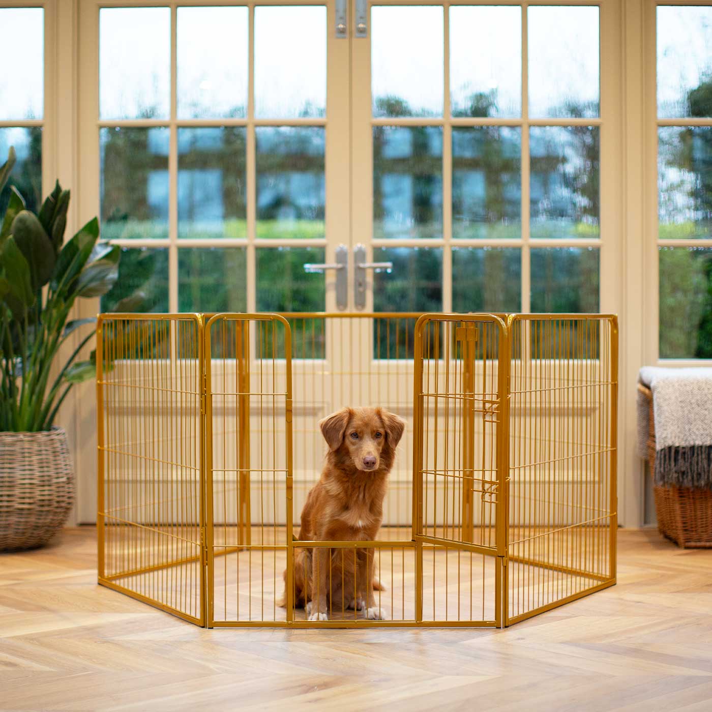 Ensure The Ultimate Puppy Safety with Our Heavy Duty 80cm High Gold Metal Play Pen, Crafted to Take Your Pet Right Through Maturity! Powder Coated to Be Extra Hardwearing! 6 panels that are 80cm high and attachments to connect to any crate. The modular system allows you to change the puppy pen shape with multiple layouts! Available To Now at Lords & Labradors 