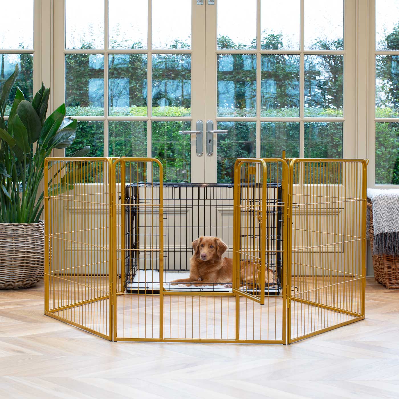 Ensure The Ultimate Puppy Safety with Our Heavy Duty 80cm High Gold Metal Play Pen, Crafted to Take Your Pet Right Through Maturity! Powder Coated to Be Extra Hardwearing! 6 panels that are 80cm high and attachments to connect to any crate. The modular system allows you to change the puppy pen shape with multiple layouts! Available To Now at Lords & Labradors 