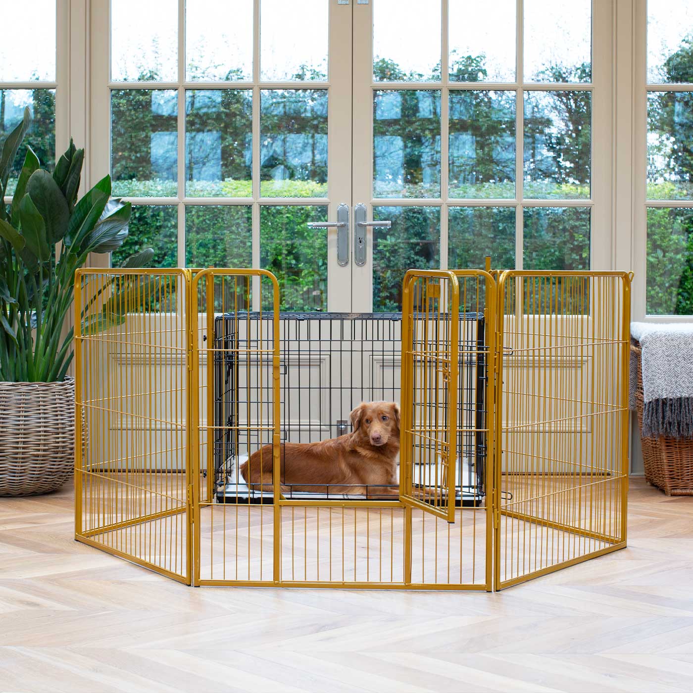 Ensure The Ultimate Puppy Safety with Our Heavy Duty 80cm High Gold Metal Play Pen, Crafted to Take Your Pet Right Through Maturity! Powder Coated to Be Extra Hardwearing! 6 panels that are 80cm high and attachments to connect to any crate. The modular system allows you to change the puppy pen shape with multiple layouts! Available To Now at Lords & Labradors 