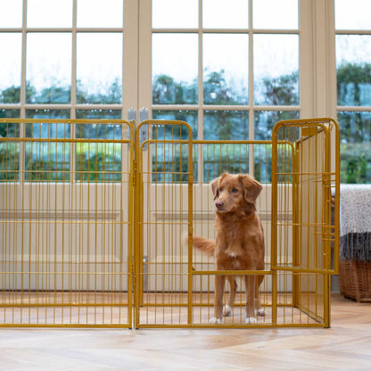 Ensure The Ultimate Puppy Safety with Our Heavy Duty 80cm High Gold Metal Play Pen, Crafted to Take Your Pet Right Through Maturity! Powder Coated to Be Extra Hardwearing! 6 panels that are 80cm high and attachments to connect to any crate. The modular system allows you to change the puppy pen shape with multiple layouts! Available To Now at Lords & Labradors 