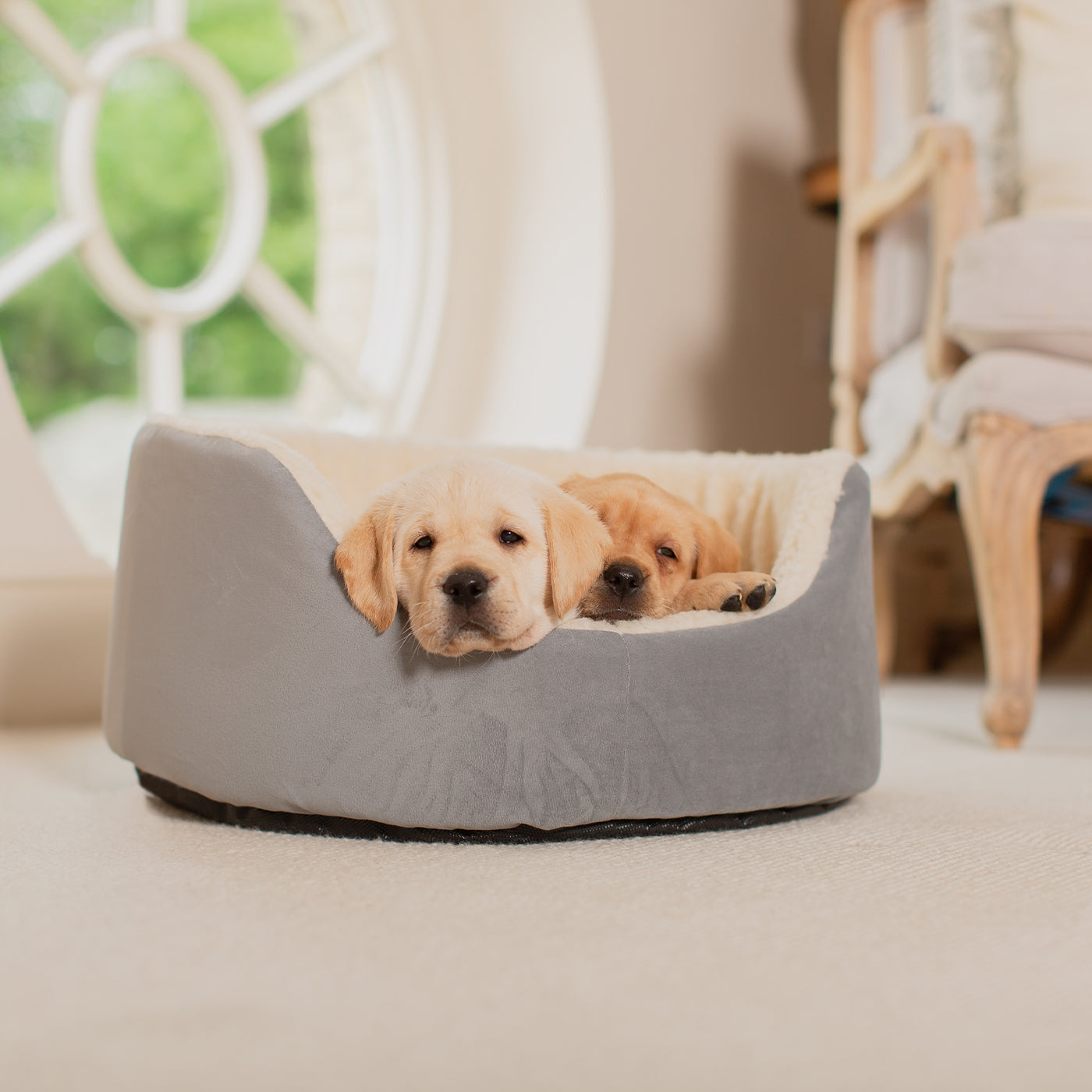 Discover our luxurious dog bed perfect for puppy growing! Crafted from plush sherpa, faux suede outer and complete with soft foam inner to present the ideal dog bed for puppies to grow! Available now at Lords & Labradors    