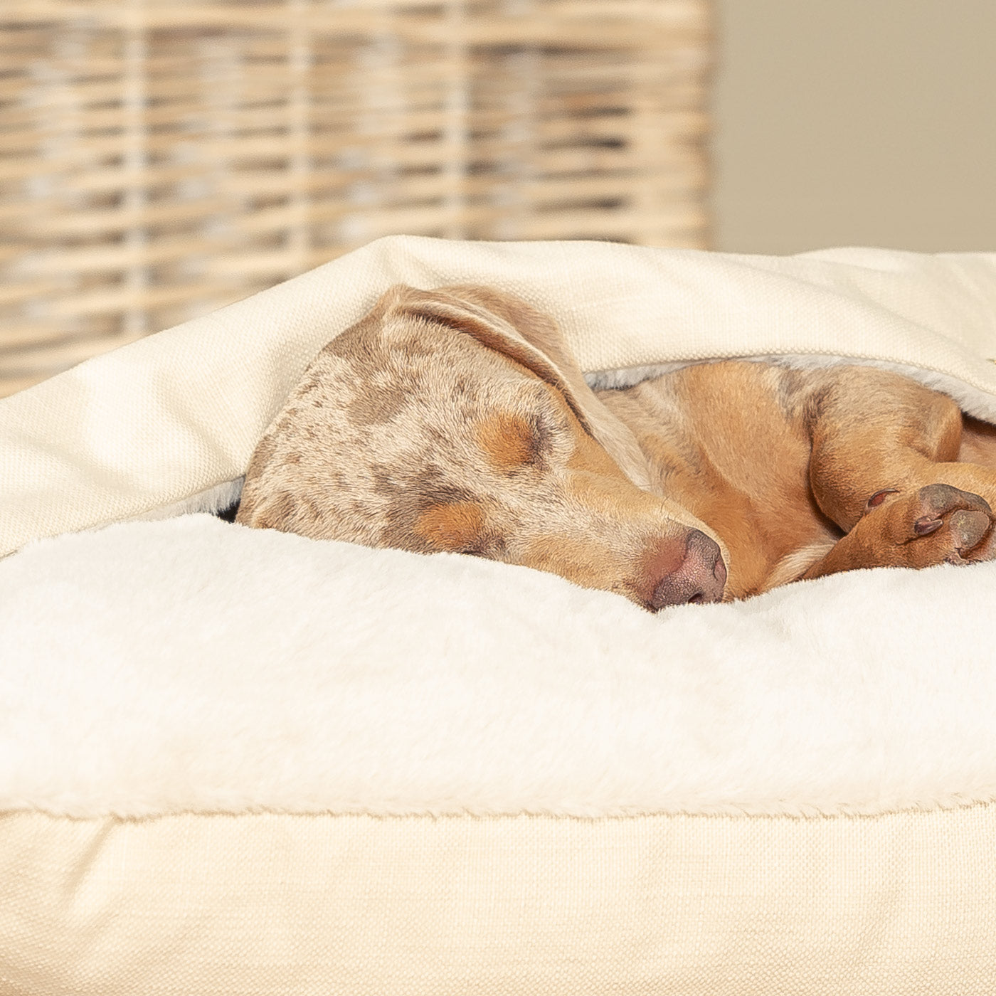 Discover The Perfect Burrow For Your Pet, Our Stunning Sleepy Burrow Dog Beds In Savanna Bone Is The Perfect Bed Choice For Your Pet, Available Now at Lords & Labradors 