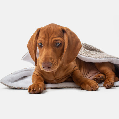 Discover Our Luxurious Dog Blanket In Luxury Mink Bouclé Super Soft Sherpa & Teddy Fleece Lining, The Perfect Blanket For Puppies, Available To Personalise And In 2 Sizes Here at Lords & Labradors