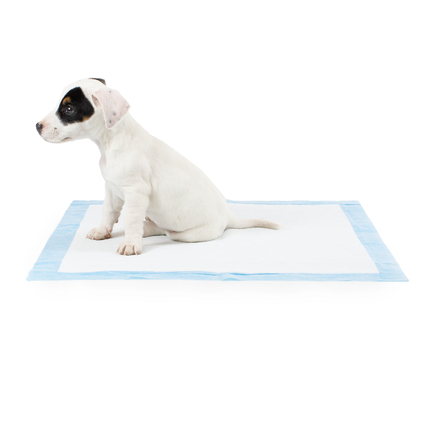 Discover Puppy Training Pads, 50 pads per pack. Featuring Super absorbent with 5 layers absorbency, and Makes house training easy and protects floors. Reducing smelly odours, Perfect for training puppies, travelling, ill or confined dogs. now available at Lords and Labradors