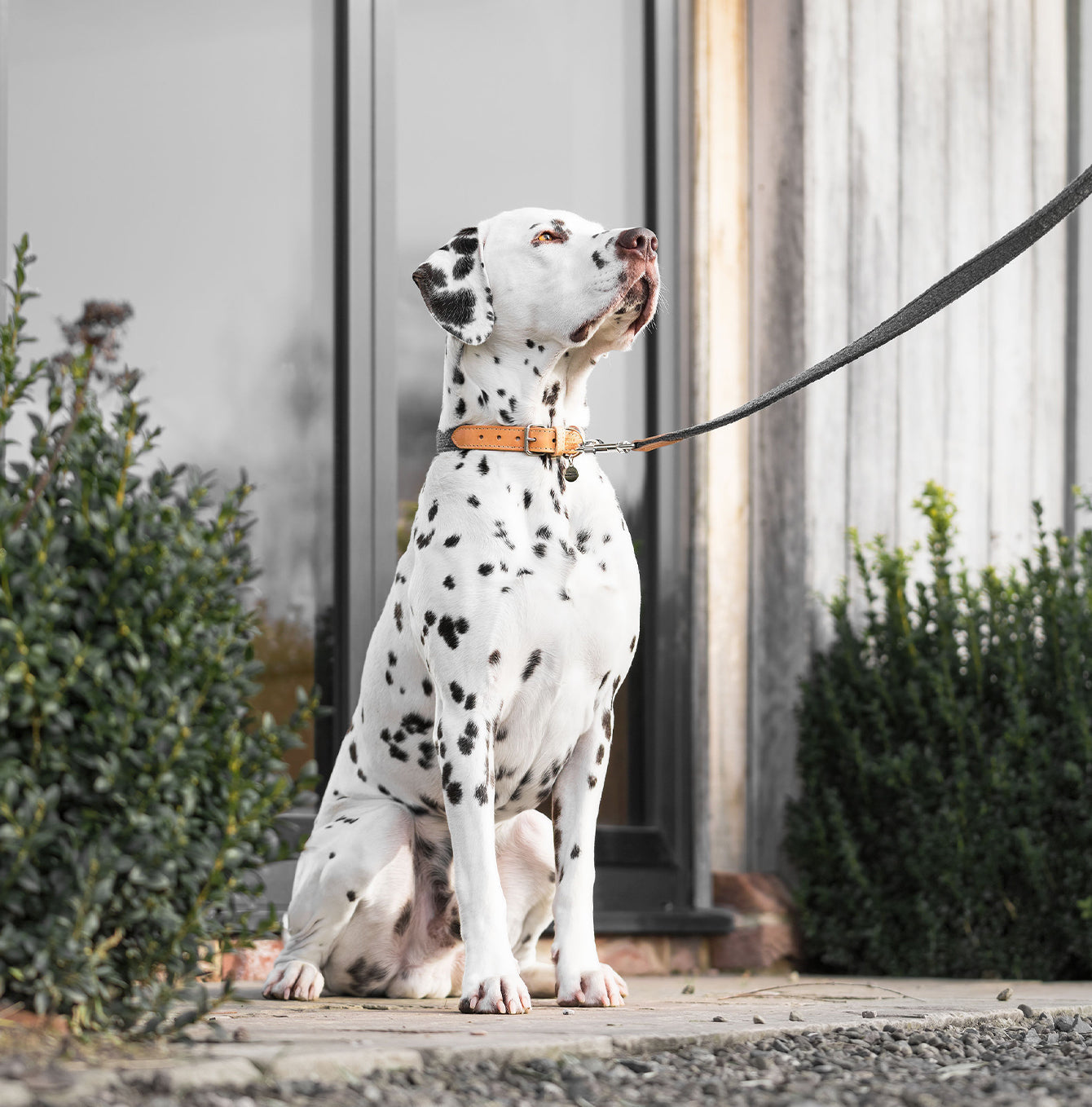 Discover dog walking luxury with our handcrafted Italian dog collar in beautiful graphite with woven dark grey fabric! The perfect collar for dogs available now at Lords & Labradors    