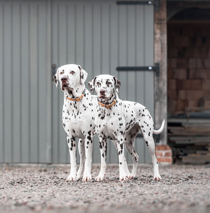 Discover dog walking luxury with our handcrafted Italian dog collar in beautiful graphite with woven dark grey fabric! The perfect collar for dogs available now at Lords & Labradors    