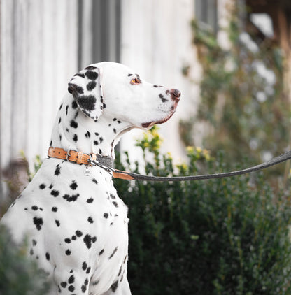 Discover dog walking luxury with our handcrafted Italian dog collar in beautiful graphite with woven dark grey fabric! The perfect collar for dogs available now at Lords & Labradors    