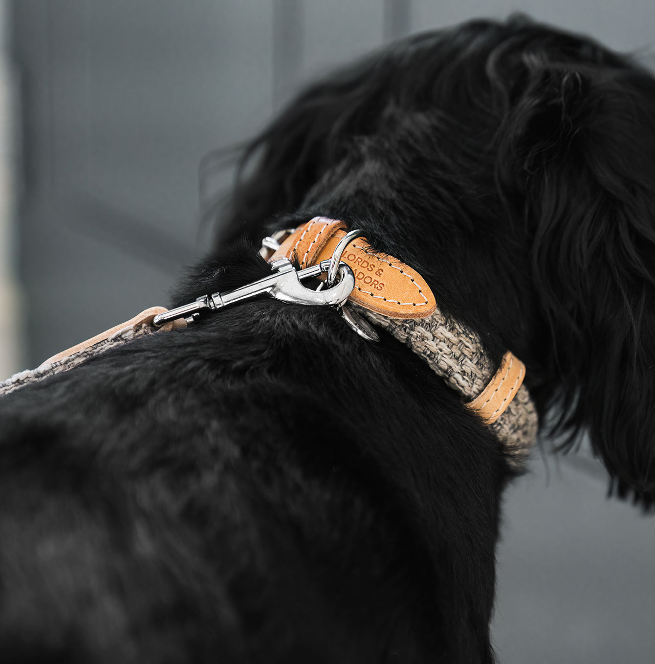 Discover dog walking luxury with our handcrafted Italian dog collar in beautiful pebble with woven grey fabric! The perfect collar for dogs available now at Lords & Labradors 