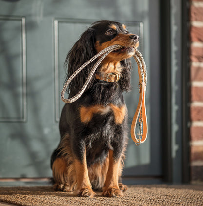 Discover dog walking luxury with our handcrafted Italian dog collar in beautiful pebble with woven grey fabric! The perfect collar for dogs available now at Lords & Labradors 