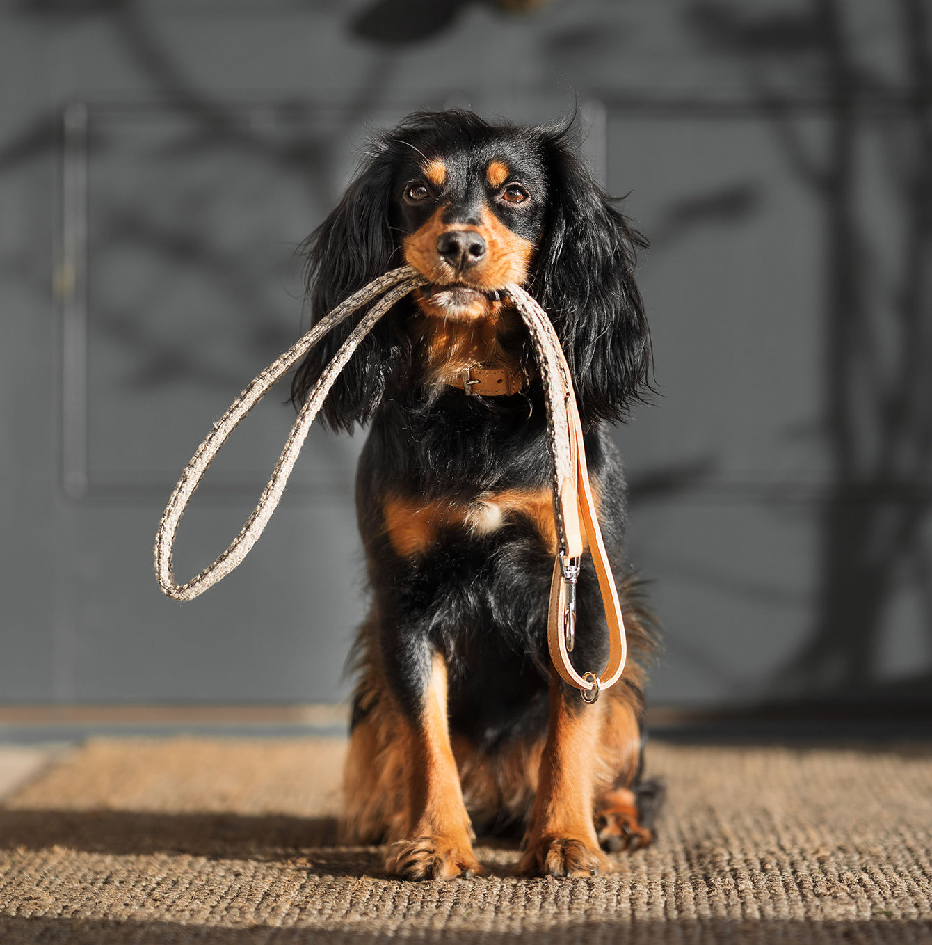 Discover dog walking luxury with our handcrafted Italian Herdwick dog lead in beautiful pebble with woven light grey fabric! The perfect lead for dogs available now at Lords & Labradors 