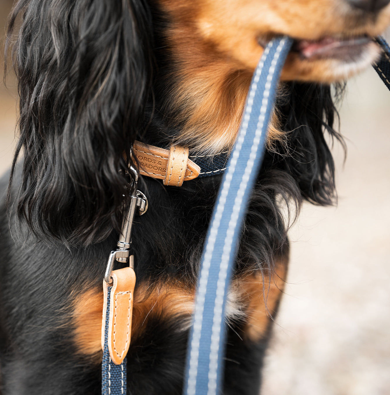 Discover dog walking luxury with our handcrafted Italian dog collar in beautiful essentials twill navy denim with denim blue fabric! The perfect collar for dogs available now at Lords & Labradors    