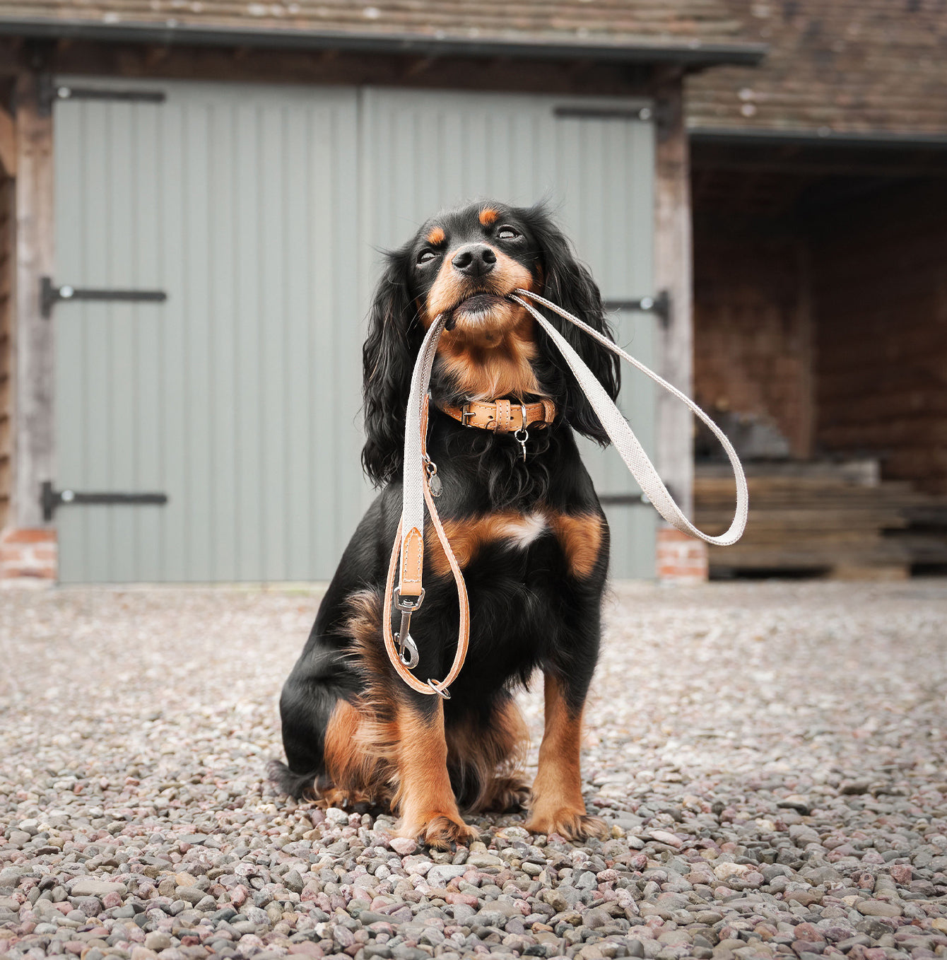 Discover dog walking luxury with our handcrafted Italian dog collar in beautiful essentials twill cream linen with cream fabric! The perfect collar for dogs available now at Lords & Labradors 