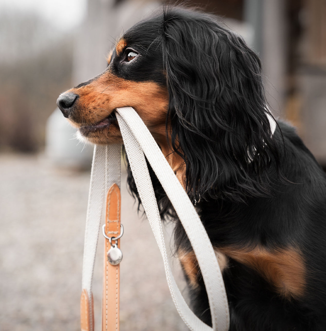 Discover dog walking luxury with our handcrafted Italian dog collar in beautiful essentials twill cream linen with cream fabric! The perfect collar for dogs available now at Lords & Labradors 