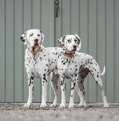 Discover dog walking luxury with our handcrafted Italian dog collar in beautiful essentials twill grey slate with grey fabric! The perfect collar for dogs available now at Lords & Labradors    